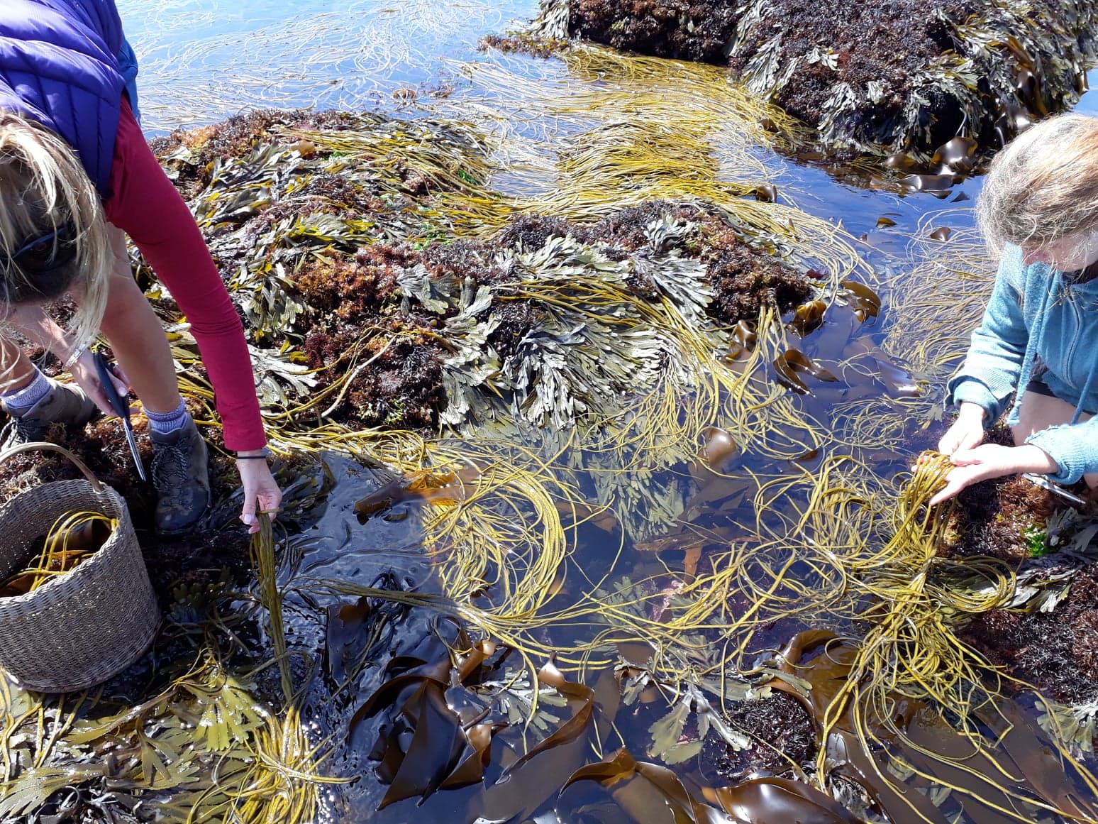 Seaweed Forage