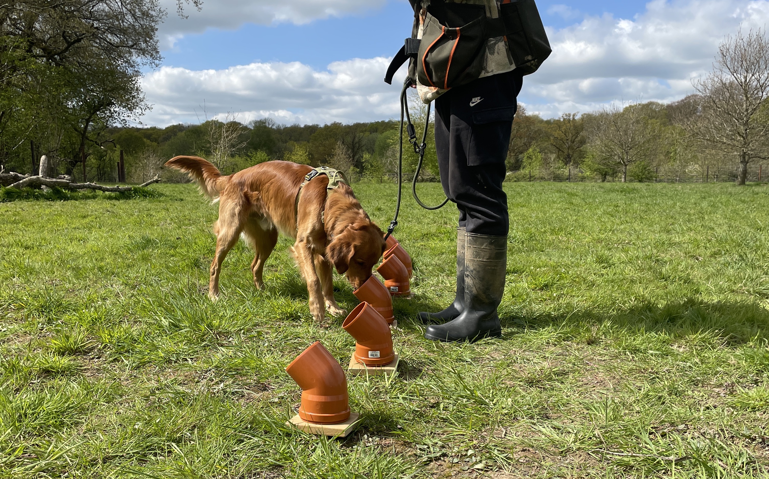 Sussex Canines