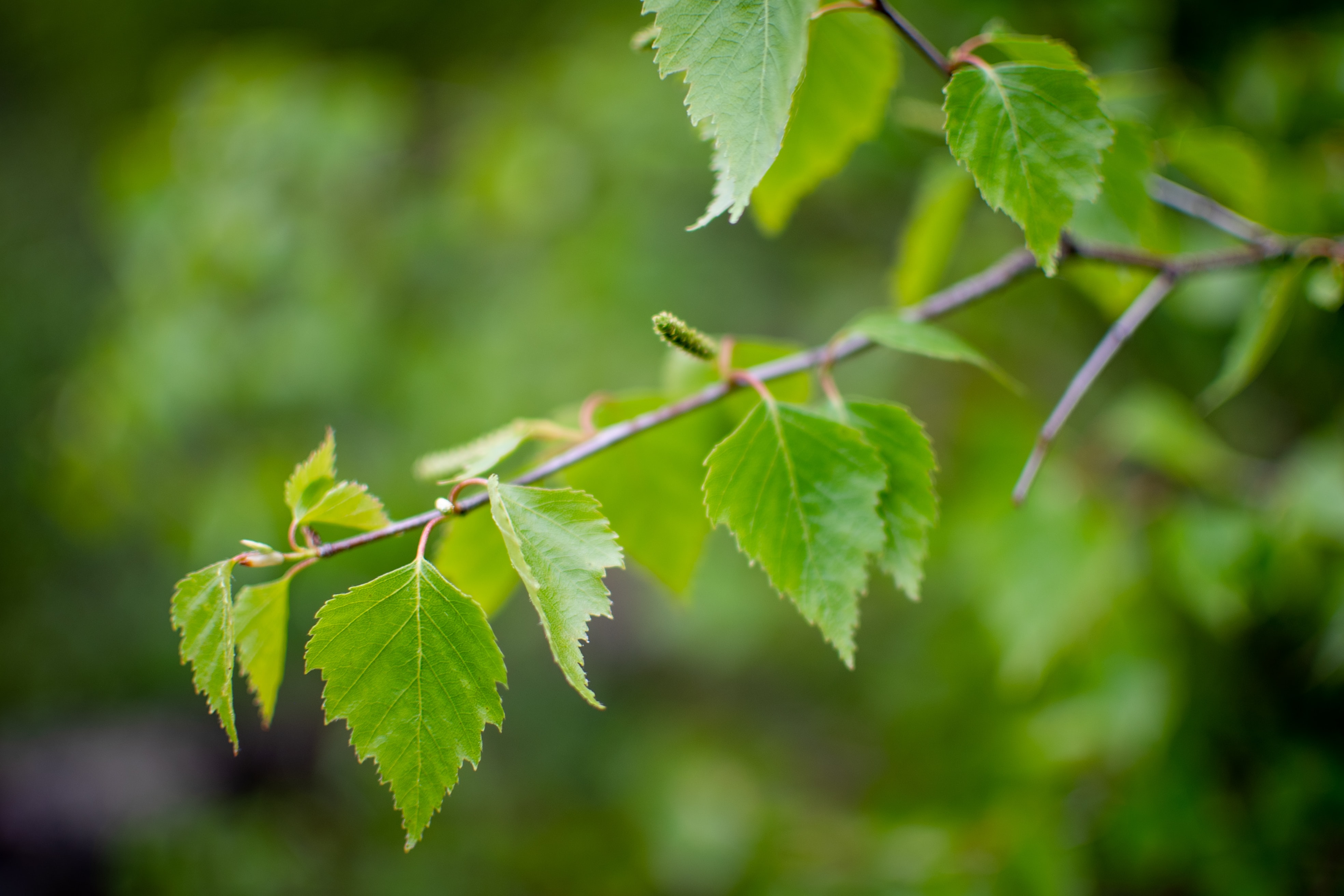 The Birch Tree