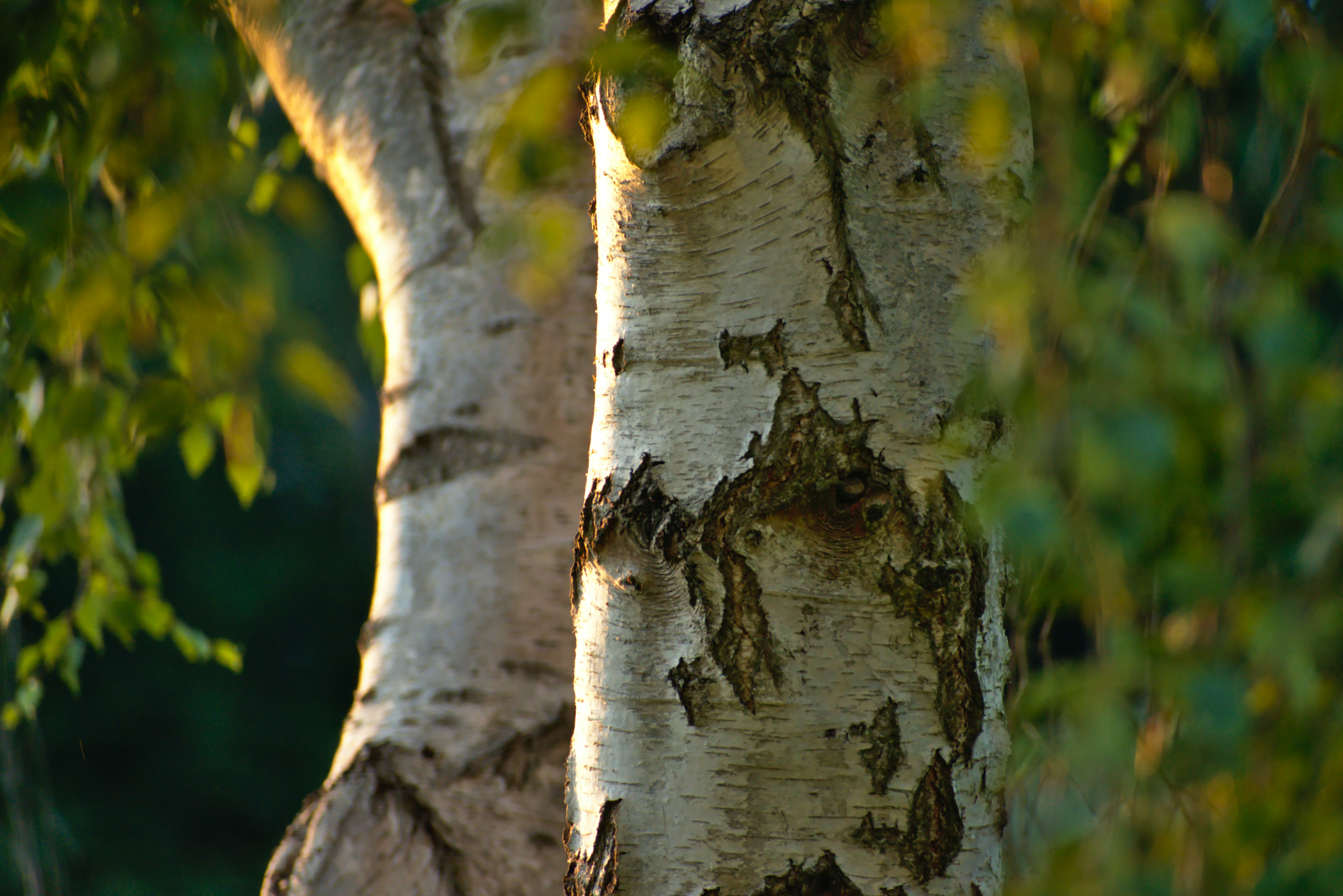 The Birch Tree