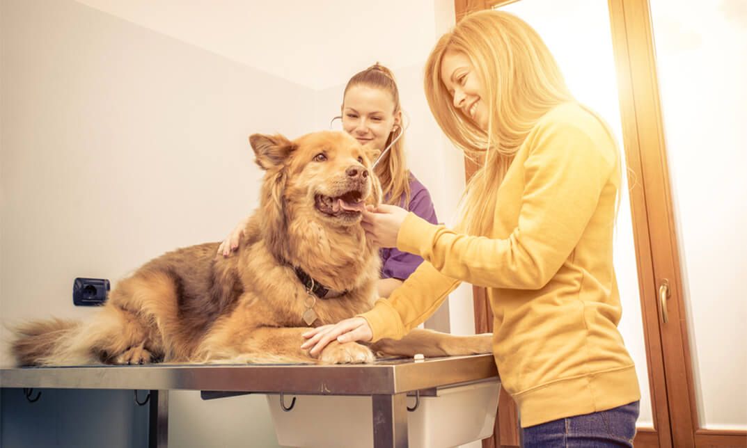 Pet Care Diploma Level 3