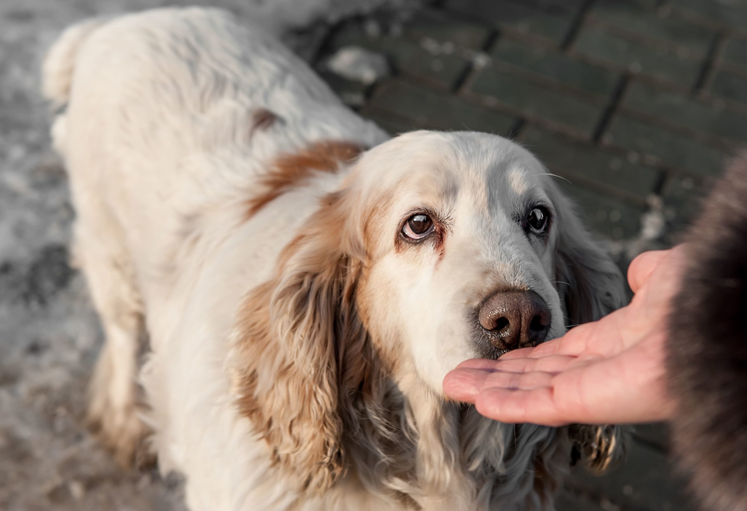 Leash Training for Your Dogs