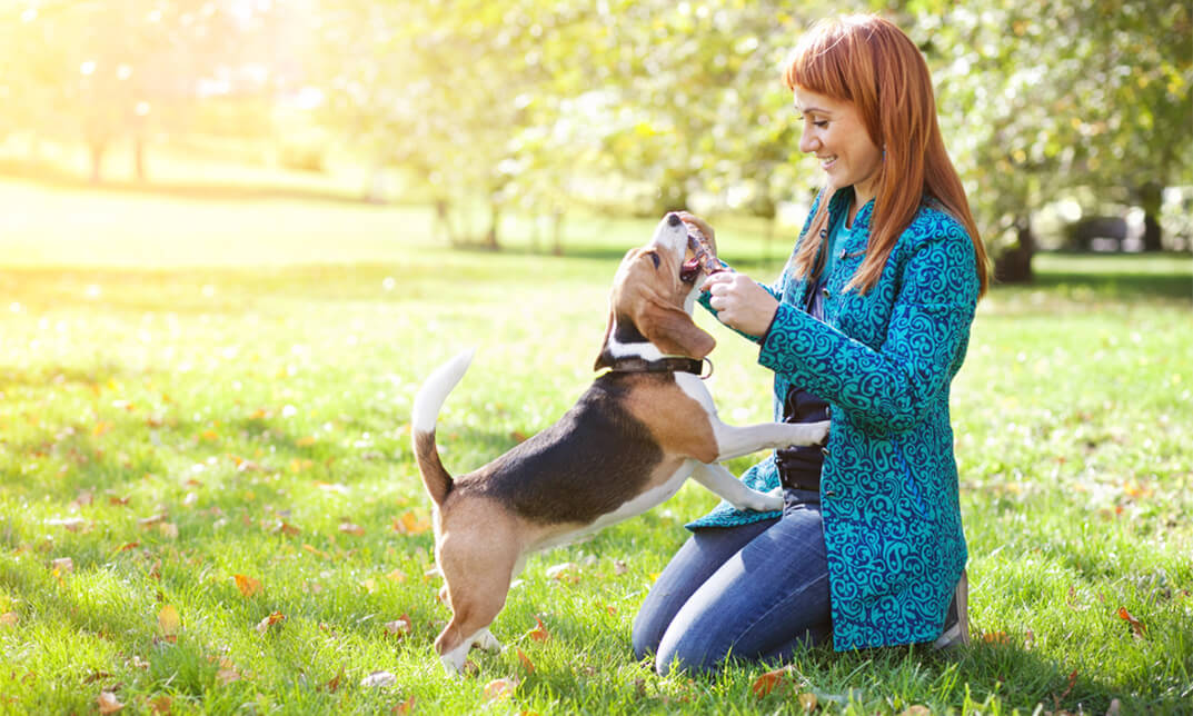 Dog Training: Barking