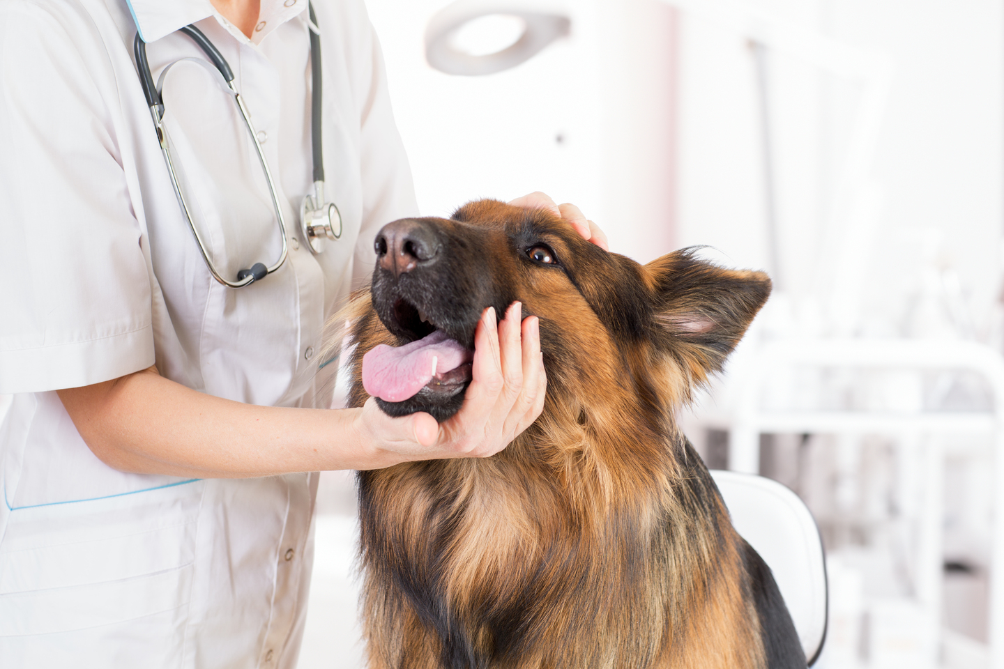 Dog Care and Pet Nutrition Course