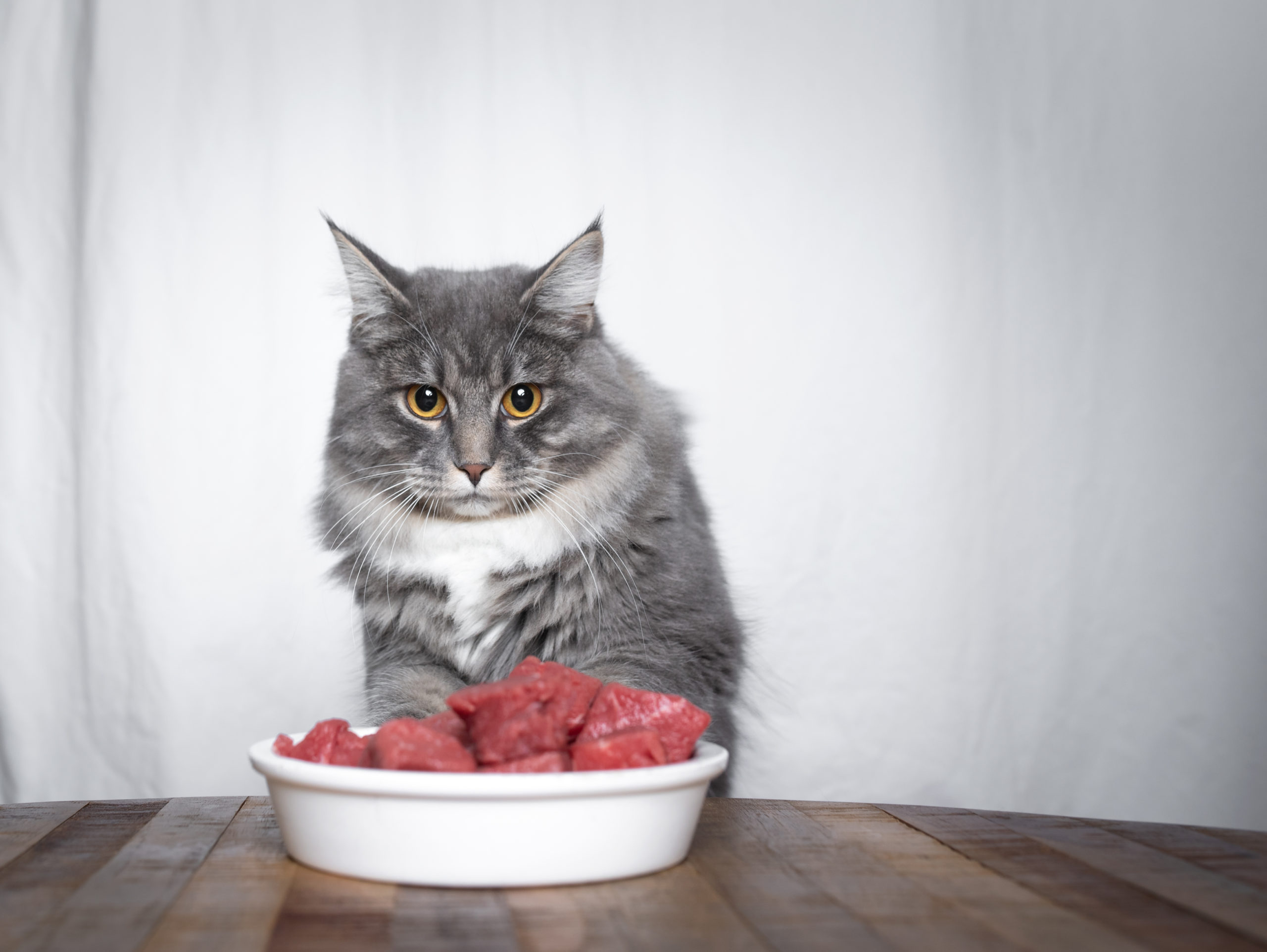 Animal Diet & Nutrition