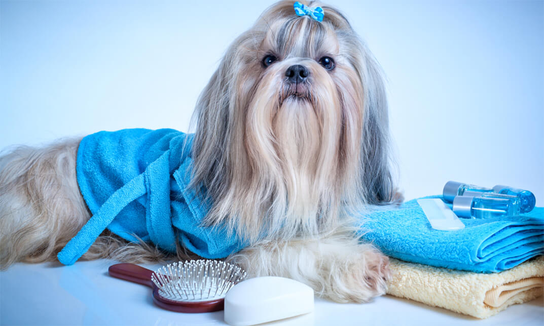 Dog Grooming Diploma