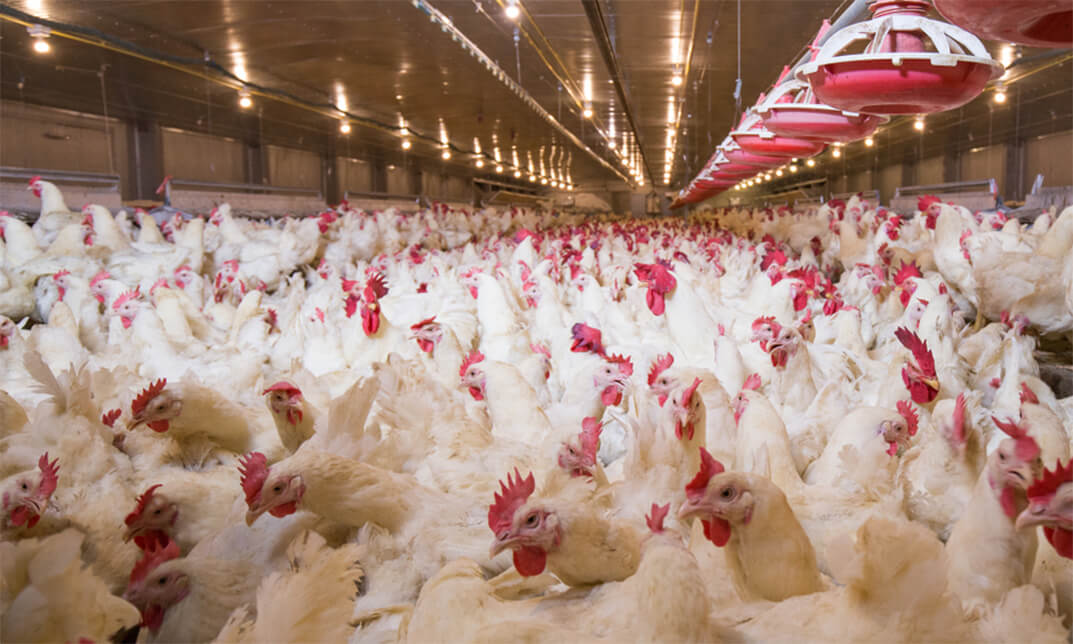 Diploma in Poultry Farming