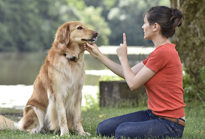 Dog Agility Training and Health Course for Beginners