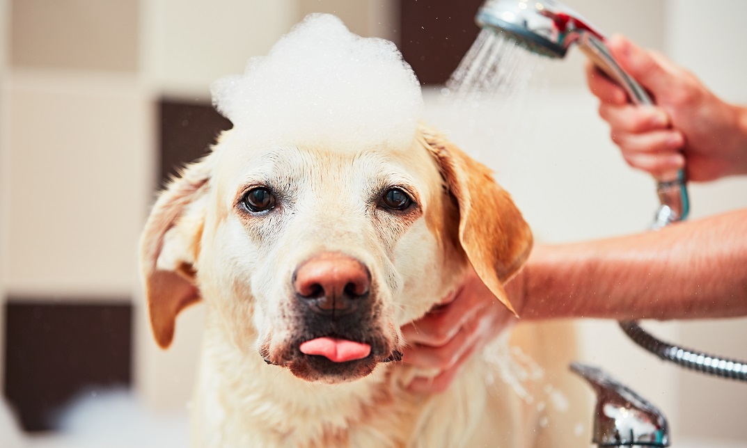 Basics of Dog Grooming