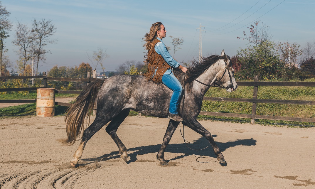 Horse Care and Horse Riding