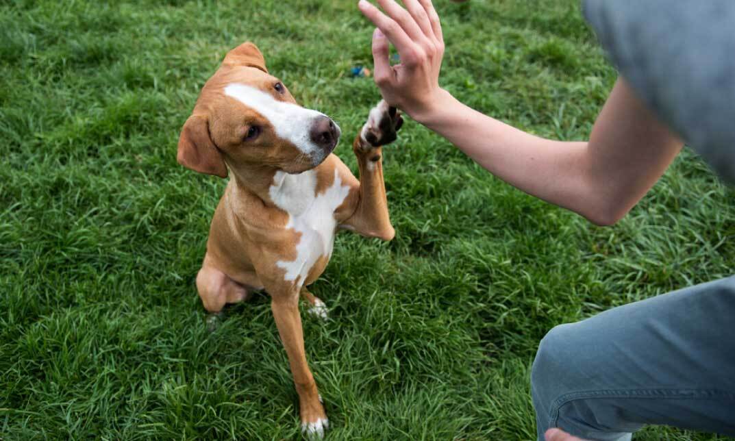 Dog Training - Train Puppies