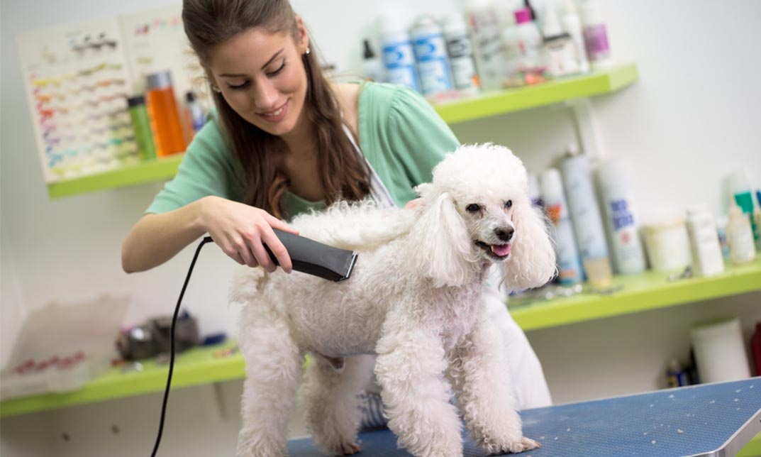 Setting Up Your Dog Grooming Business