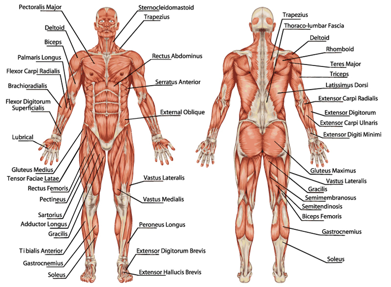 Easy Steps to Figure Drawing - Anatomy of Male & Female Body