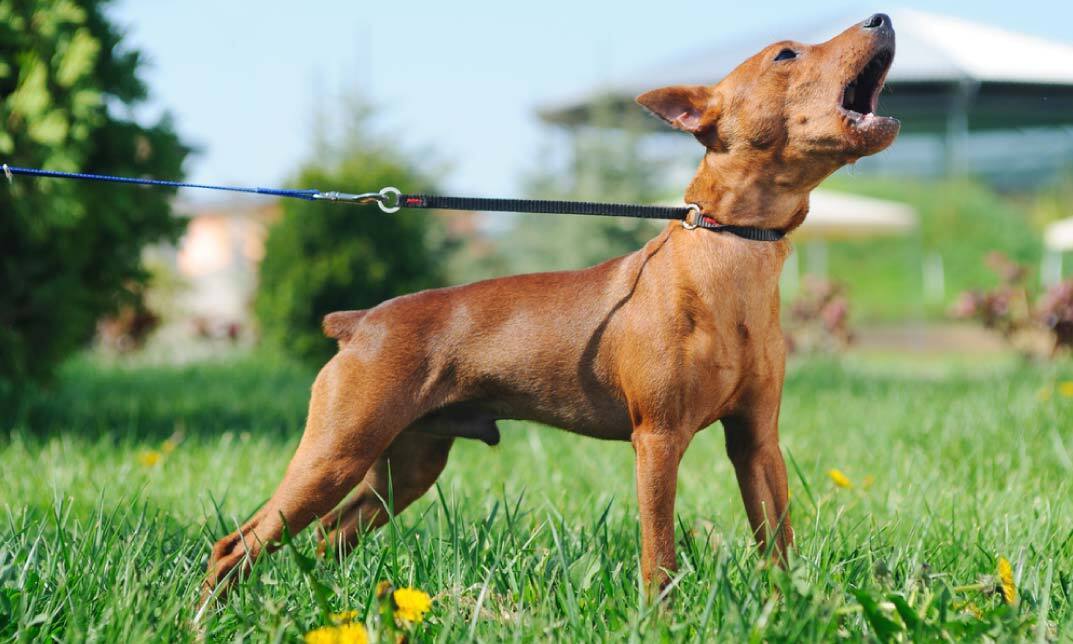 Dog Training - Stop Dog Barking