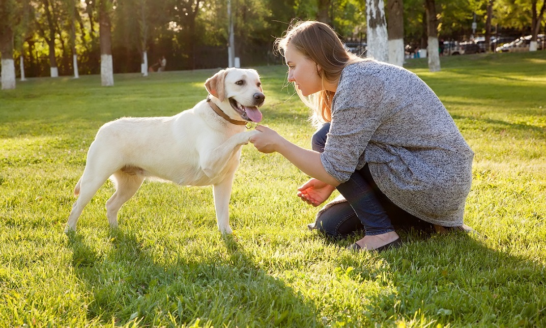 Canine Communication