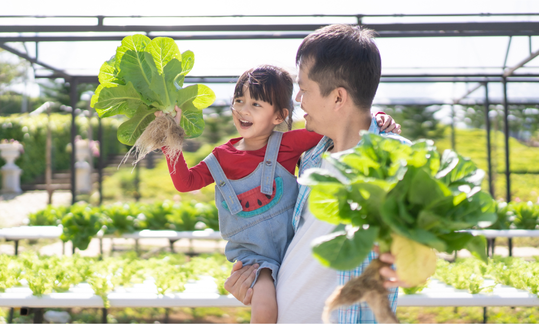 Build Your Own Home Hydroponic Farm