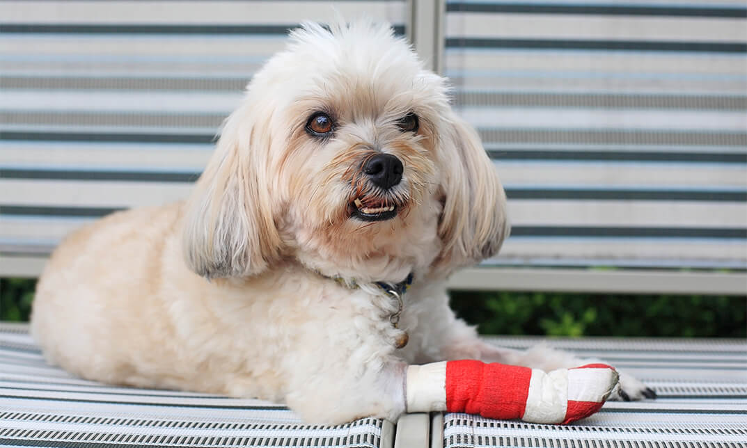 Canine First Aid Training for Dog Trainers