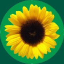 Hidden Disabilities Sunflower logo