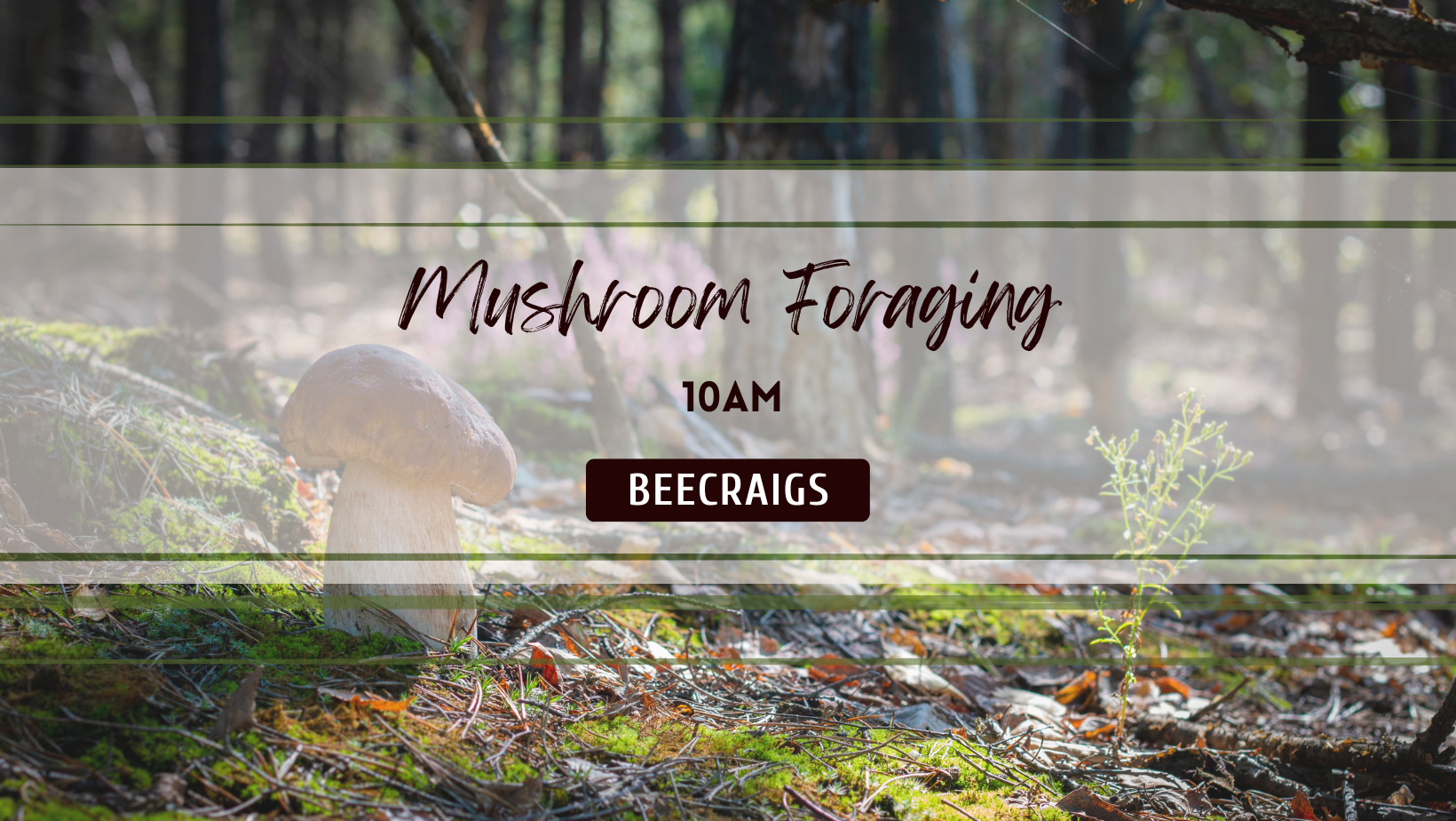 Mushroom Foraging Walk