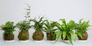 KOKEDAMA WORKSHOPS for beginners and Gardeners alike 