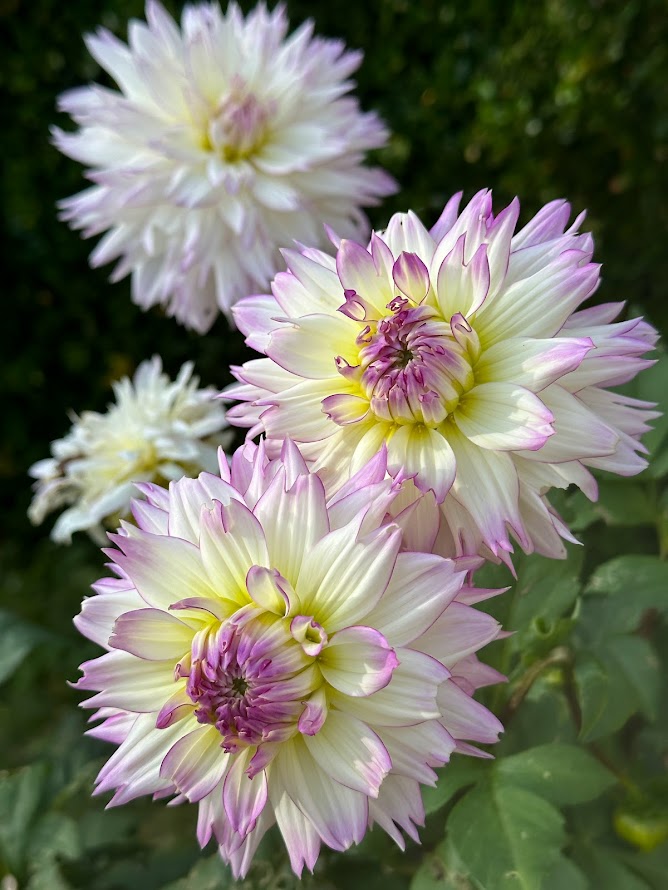 Delightful Dahlia PYO Workshops