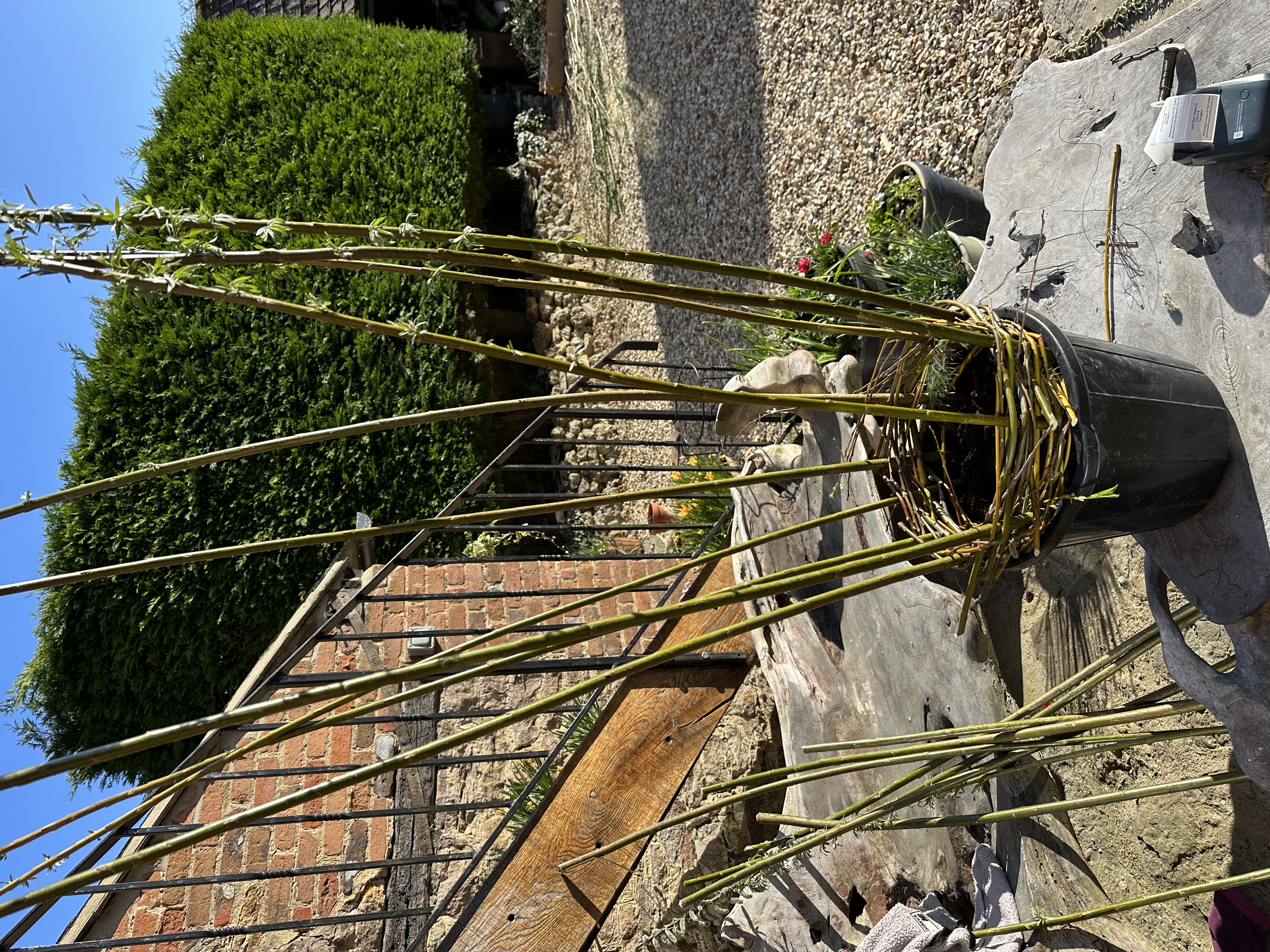 Willow Weaving OBELISK 
Plant Support Workshop 
