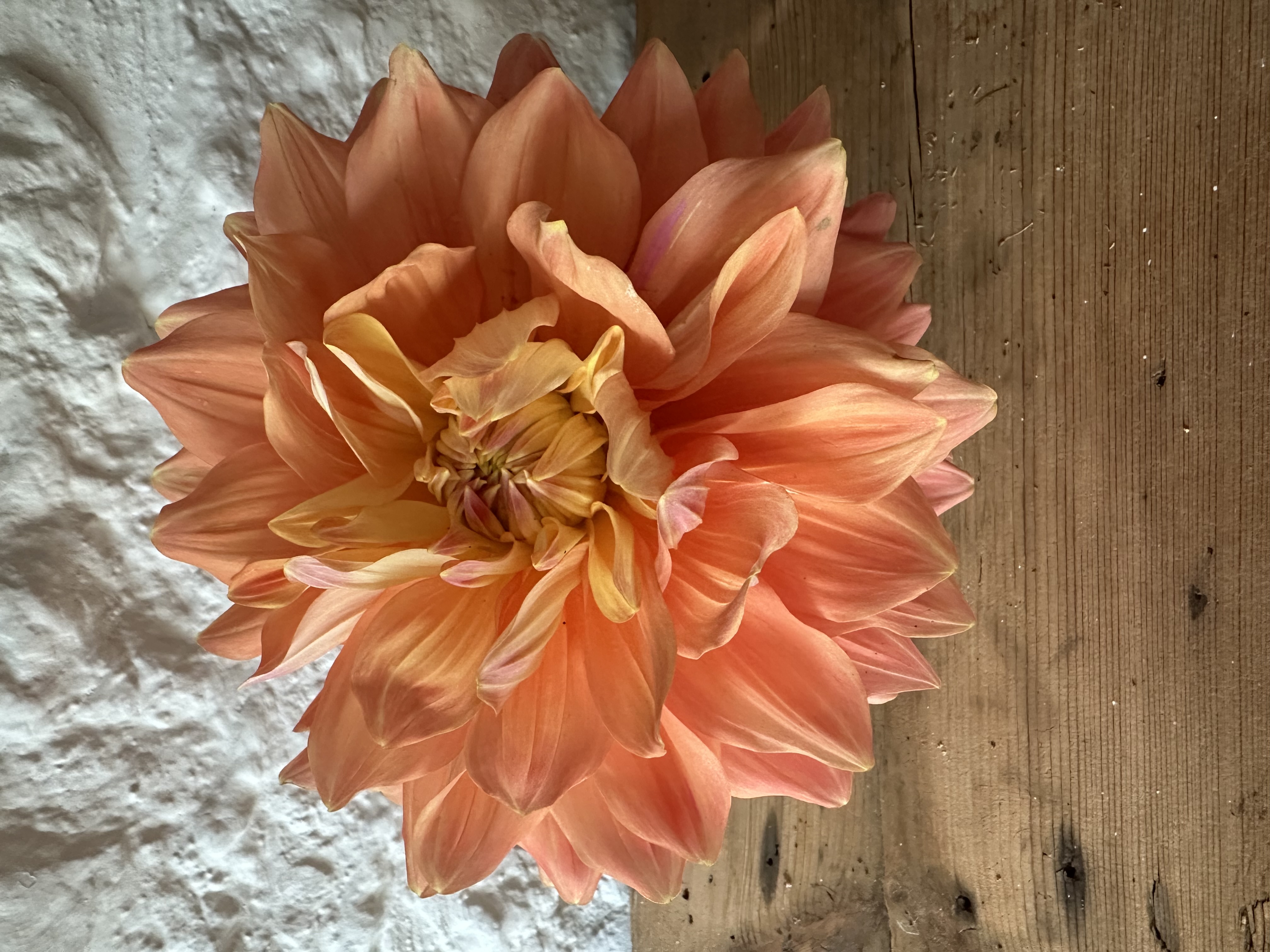 Delightful Dahlia PYO Workshops