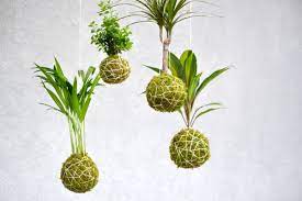 KOKEDAMA WORKSHOPS for beginners and Gardeners alike 