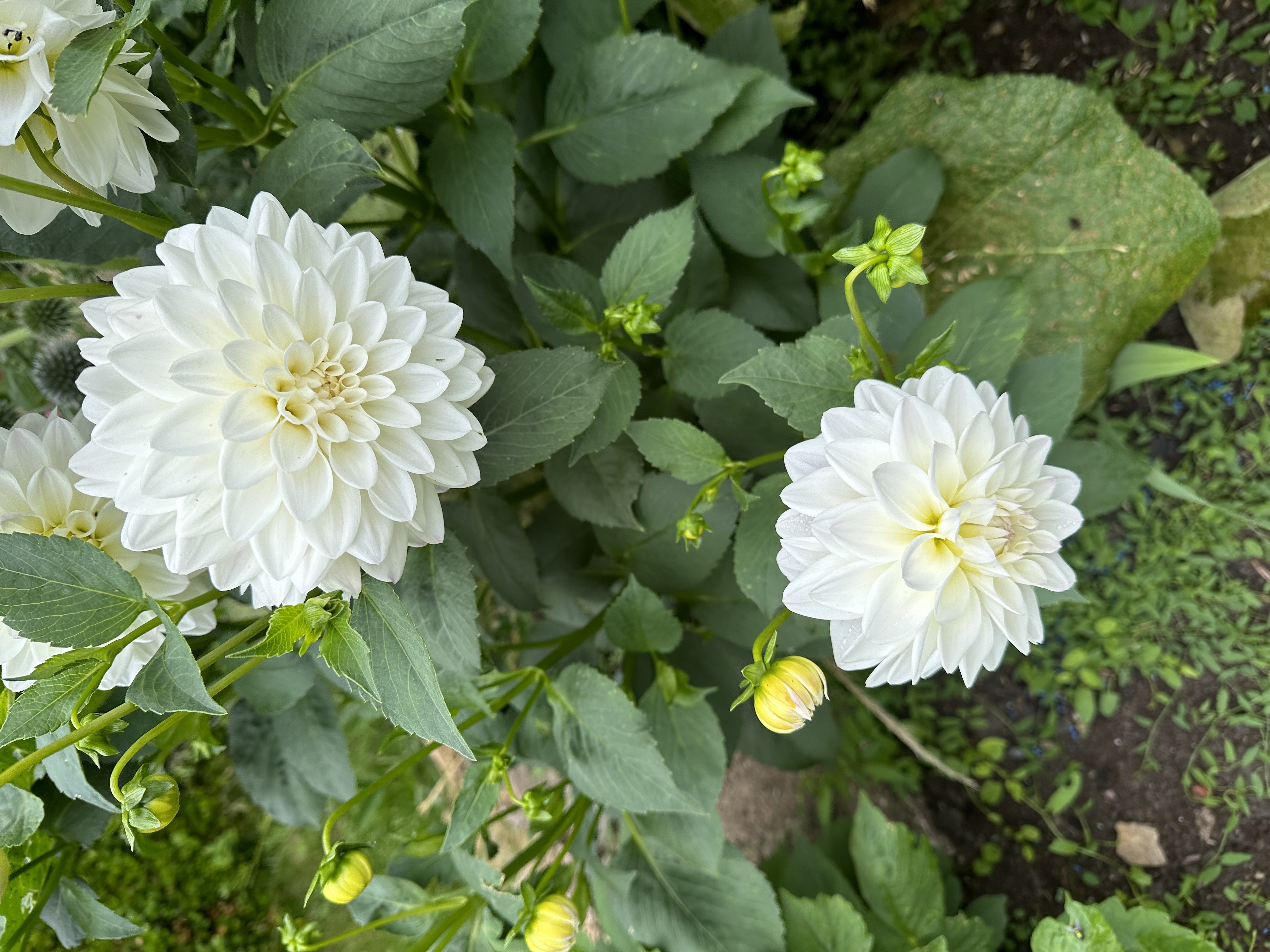 Delightful Dahlia PYO Workshops