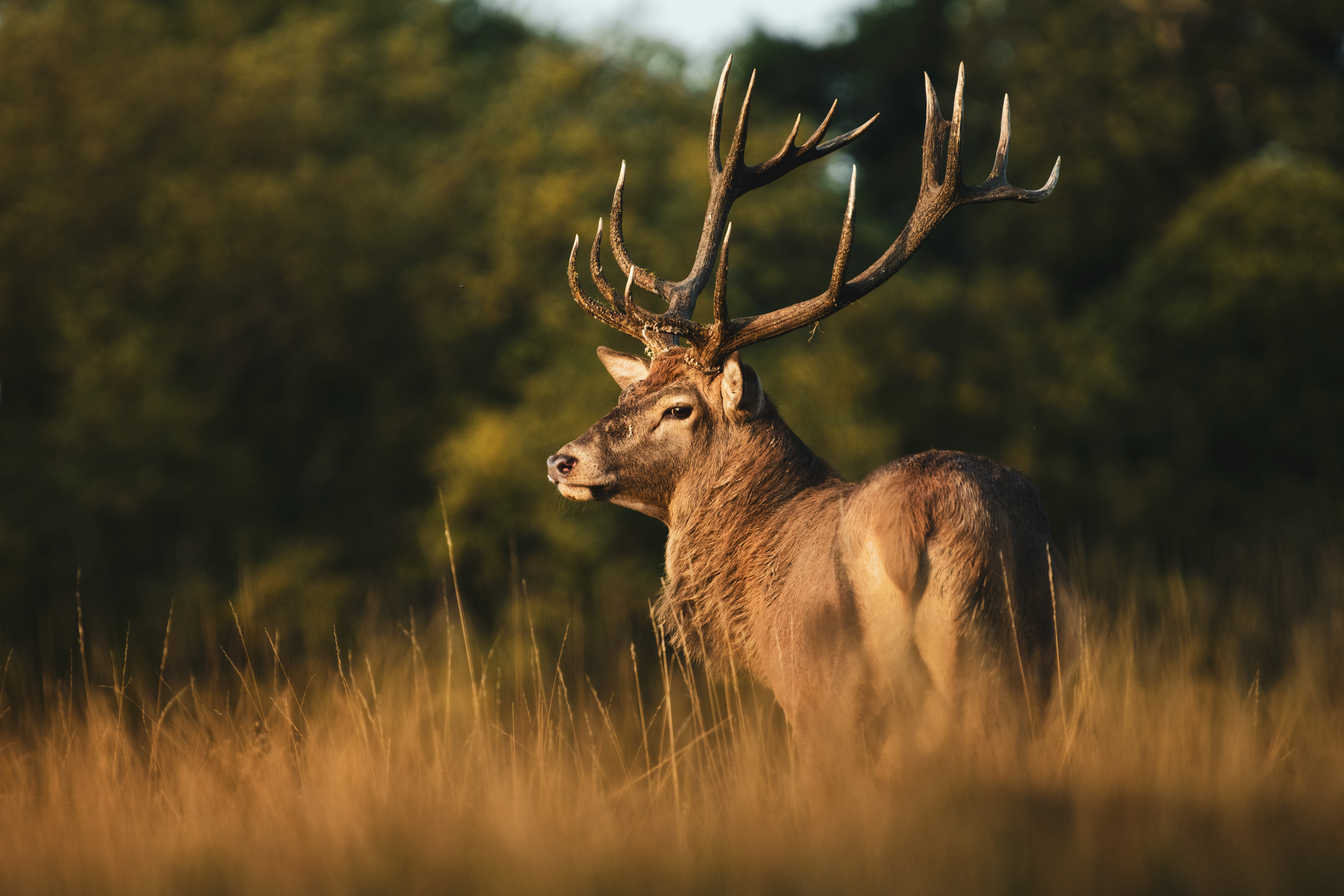 WILDLIFE PHOTOGRAPHY WORKSHOP IN RICHMOND PARK AT SUNSET