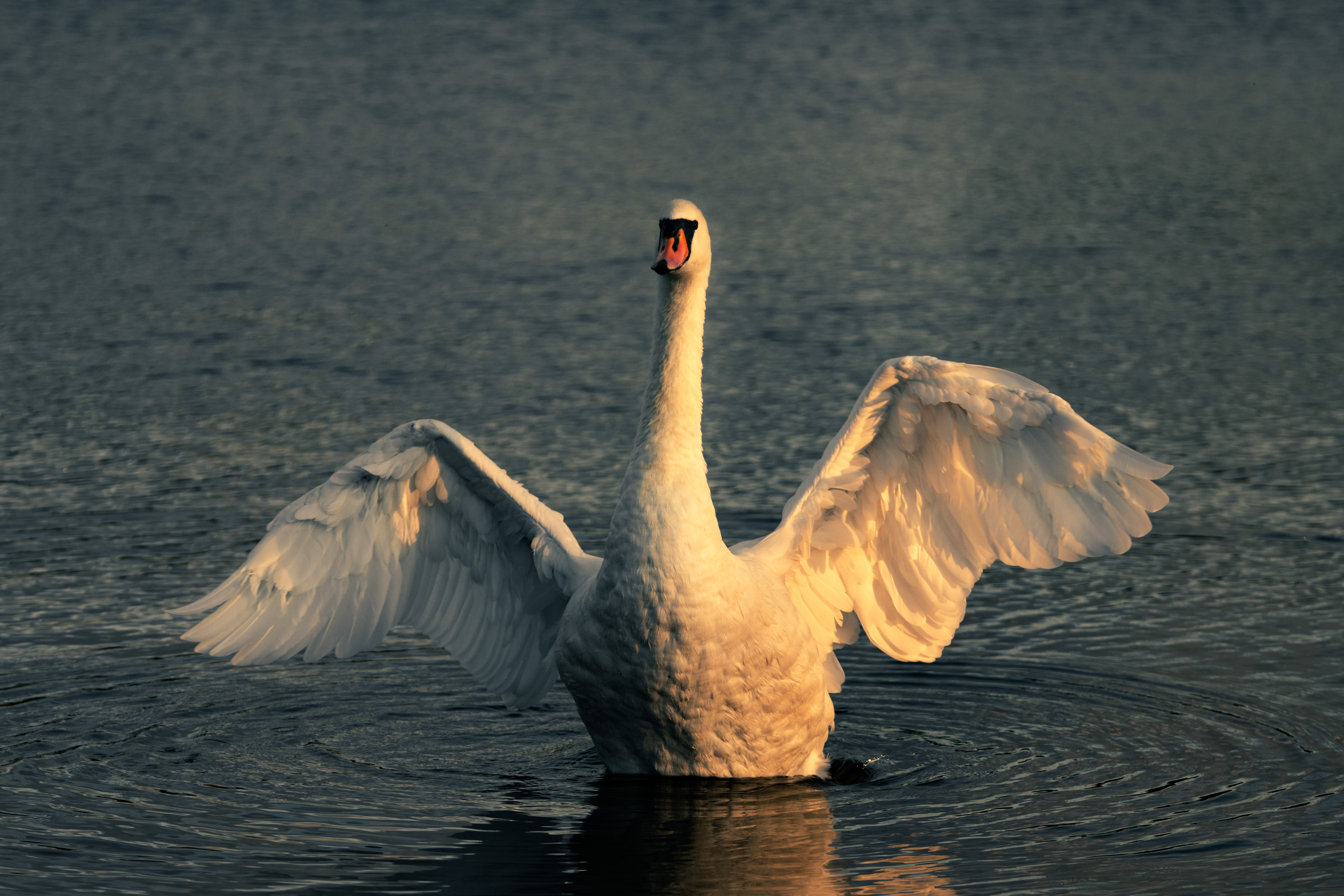 WILDLIFE PHOTOGRAPHY WORKSHOP IN RICHMOND PARK AT SUNSET