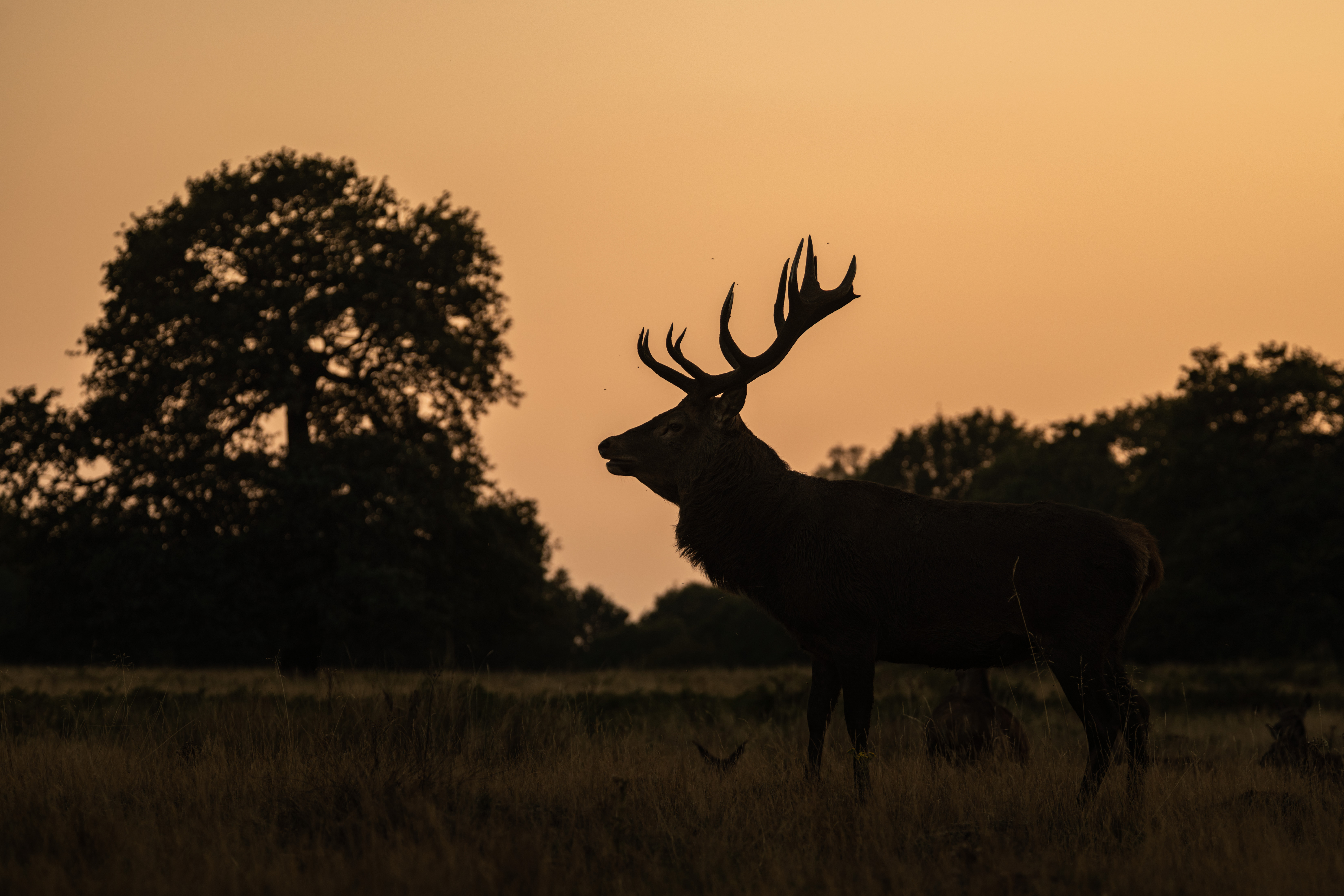 WILDLIFE PHOTOGRAPHY WORKSHOP IN RICHMOND PARK AT SUNSET