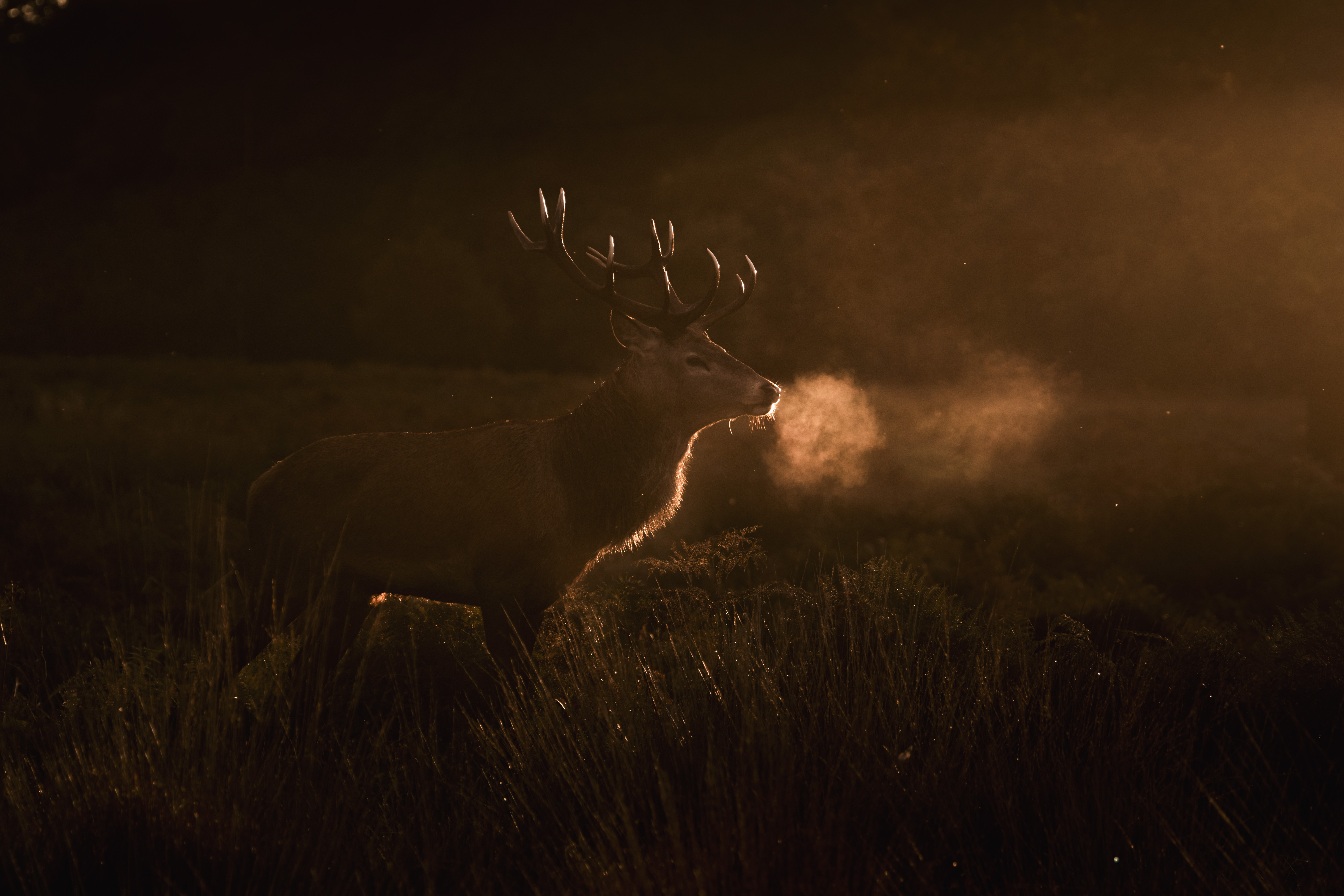 WILDLIFE PHOTOGRAPHY WORKSHOP IN RICHMOND PARK AT SUNSET