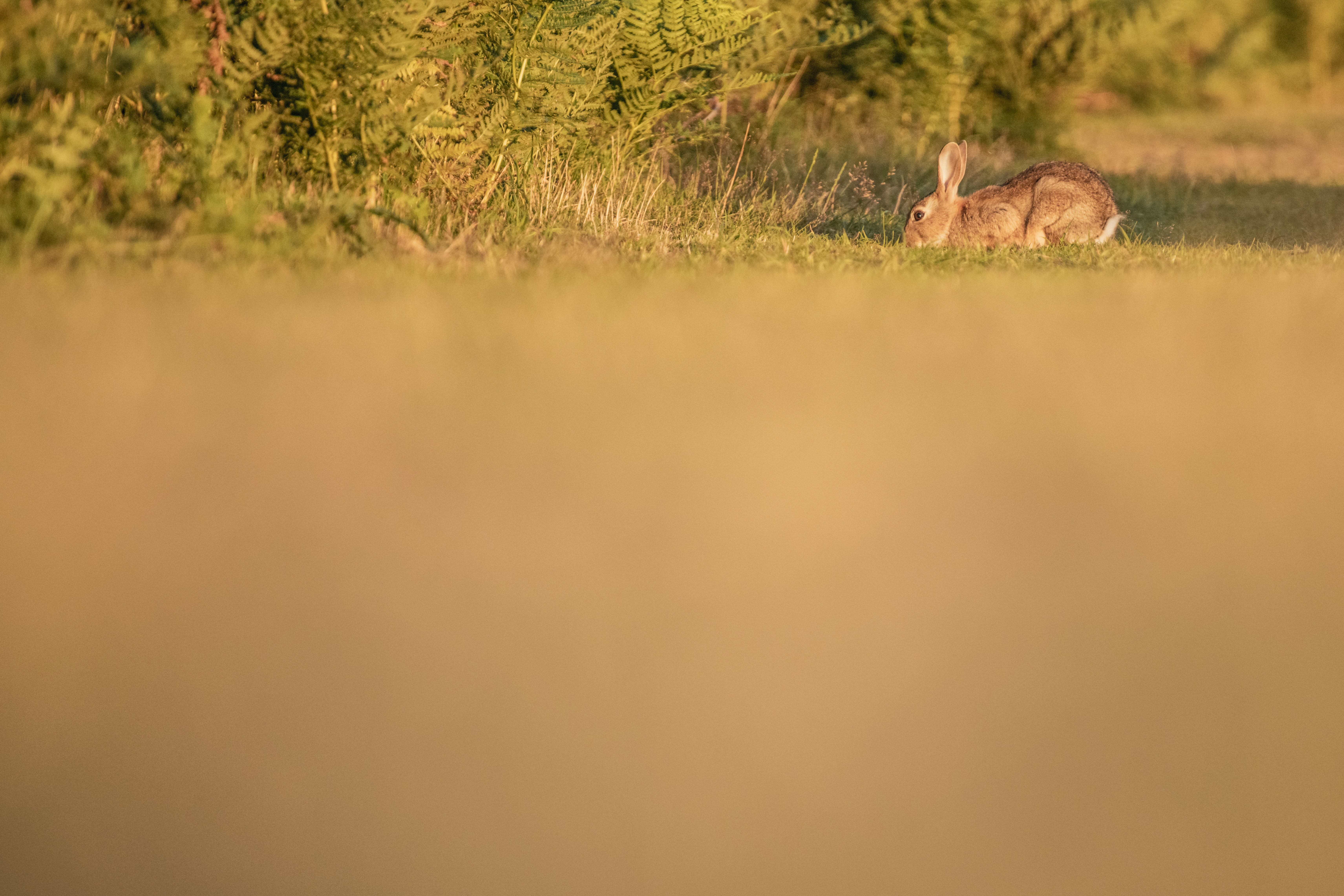 WILDLIFE PHOTOGRAPHY WORKSHOP IN RICHMOND PARK AT SUNSET