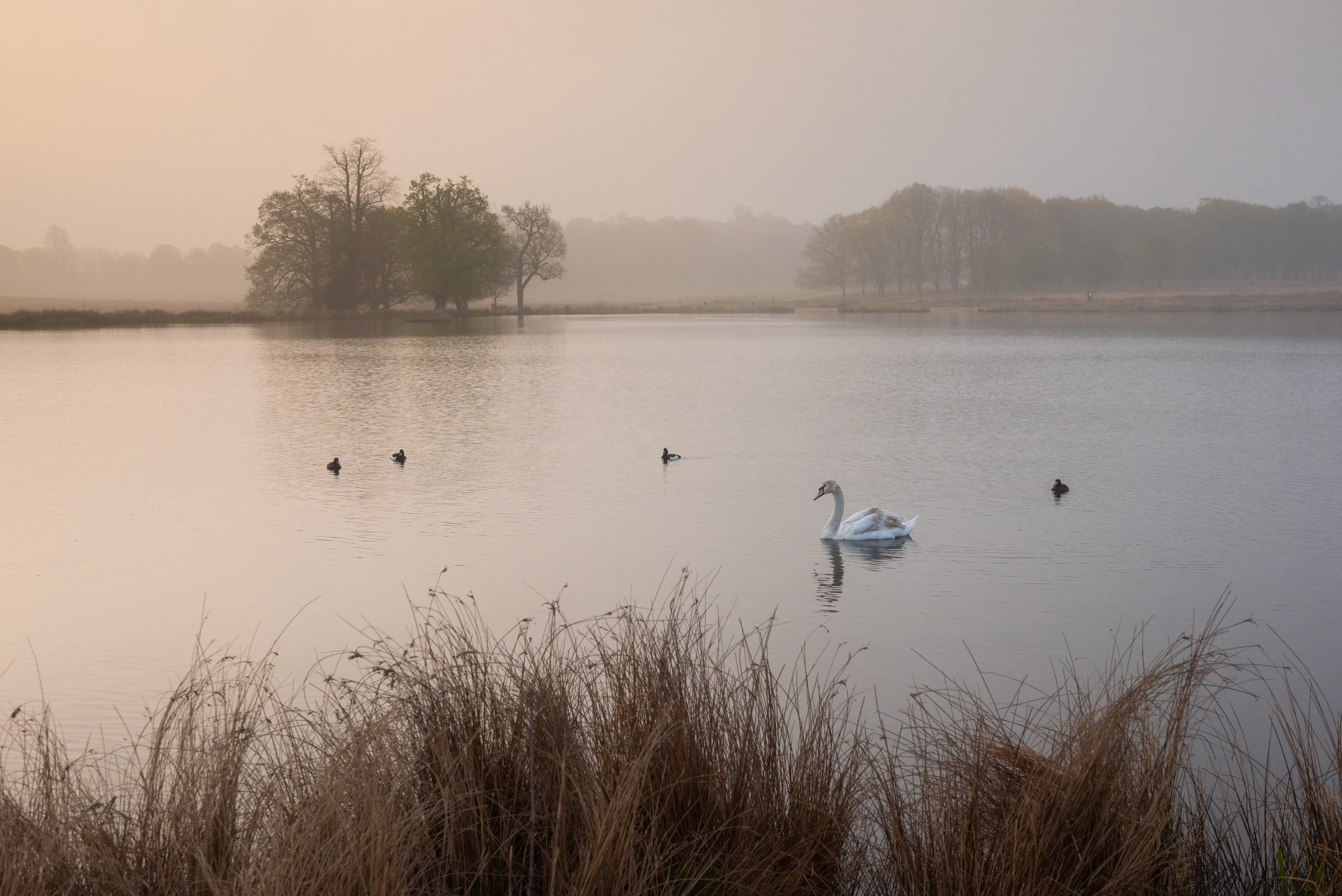 WILDLIFE PHOTOGRAPHY WORKSHOP IN RICHMOND PARK AT SUNSET