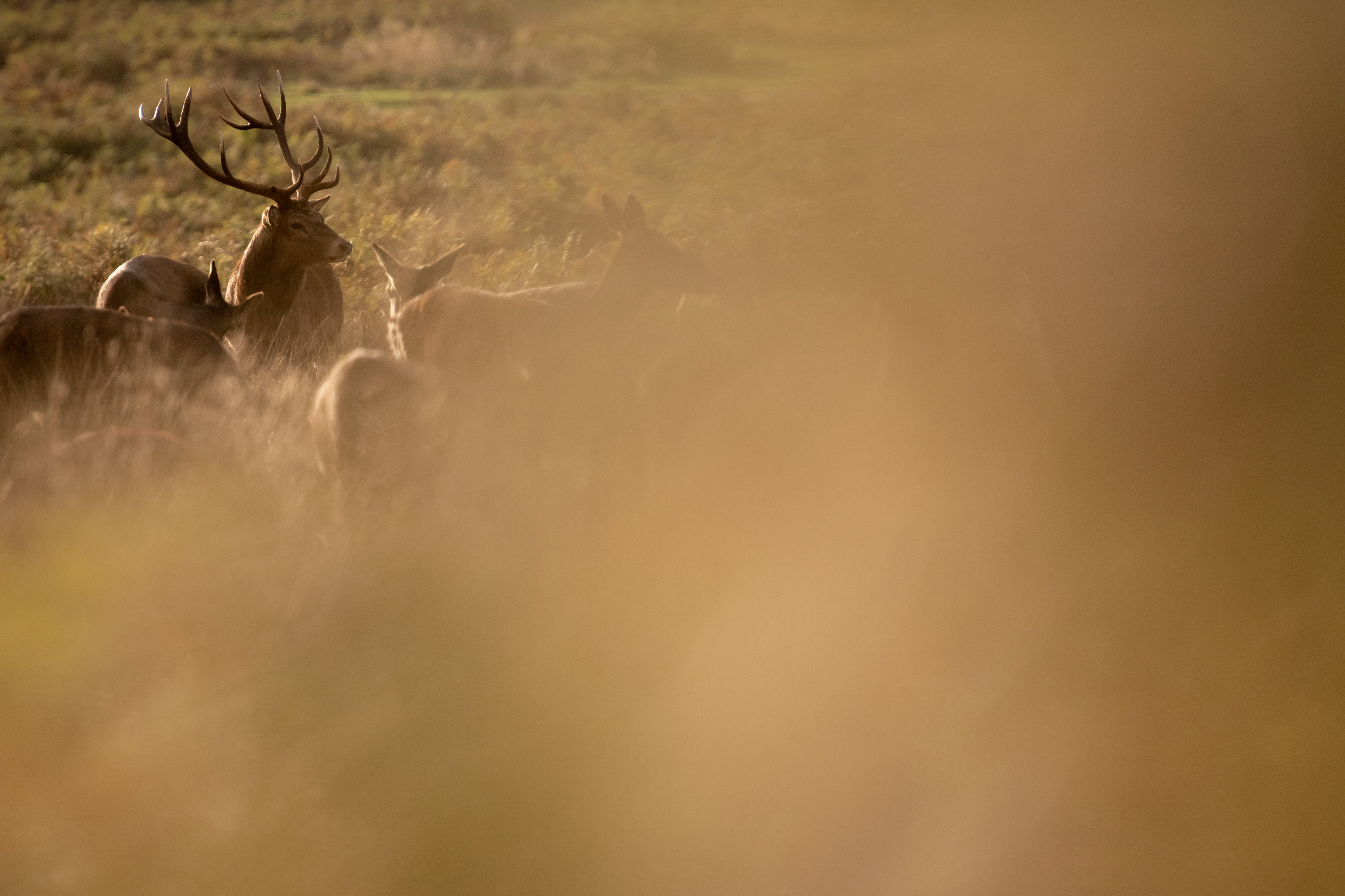 WILDLIFE PHOTOGRAPHY WORKSHOP IN RICHMOND PARK AT SUNSET