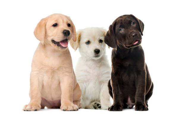 Puppies/Junior courses, 9 weeks starting 15/04/25 to 10/06/25