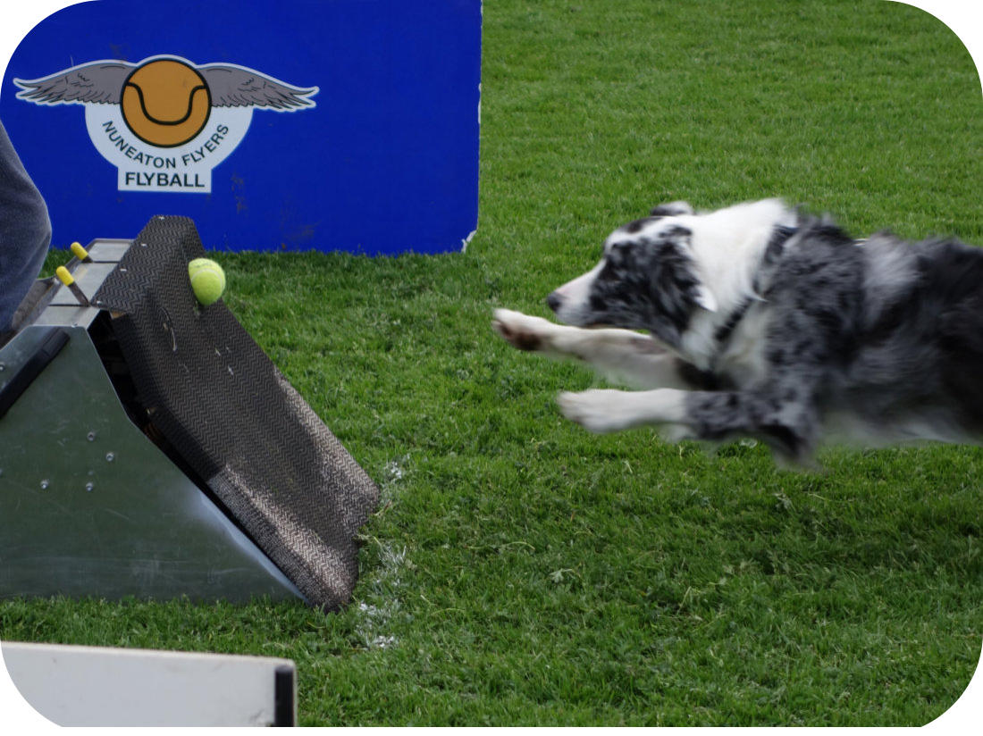 FLYBALL If no dates are available to book, it is possible the class has been cancelled. Please check NDTC and Nuneaton Flyers fb pages.
If possible please book before 1pm on the day. Thank you. 