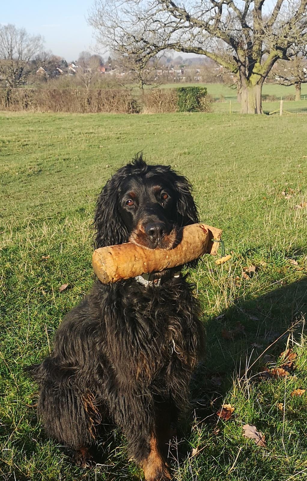 Gundog Beginner