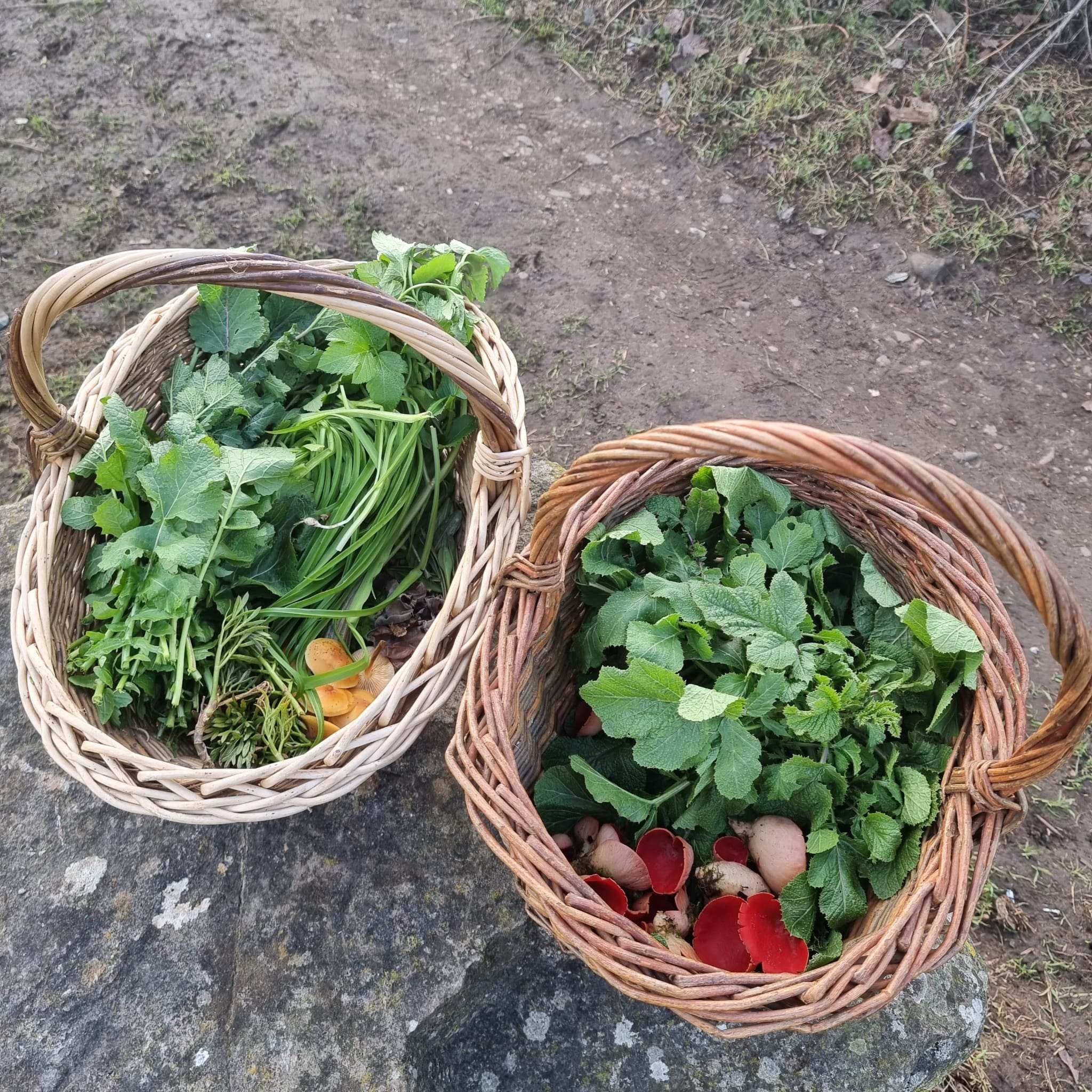 Forage & Ferment Workshop