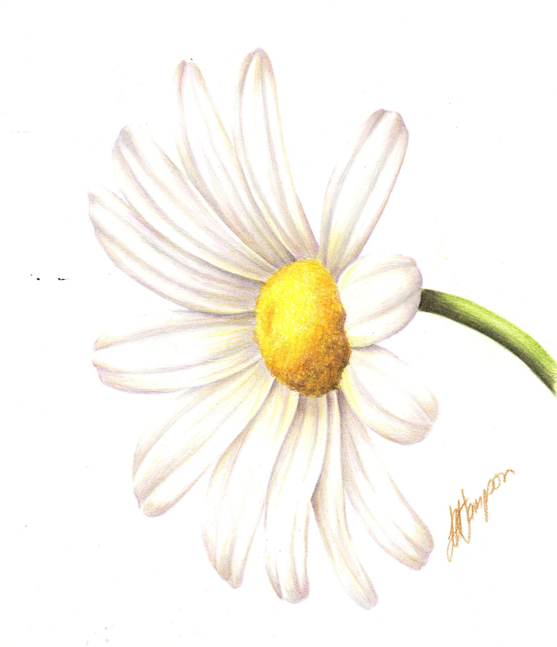 BEGINNERS BOTANICAL COLOURED PENCIL DRAWING :: SIX PART ONLINE COURSE