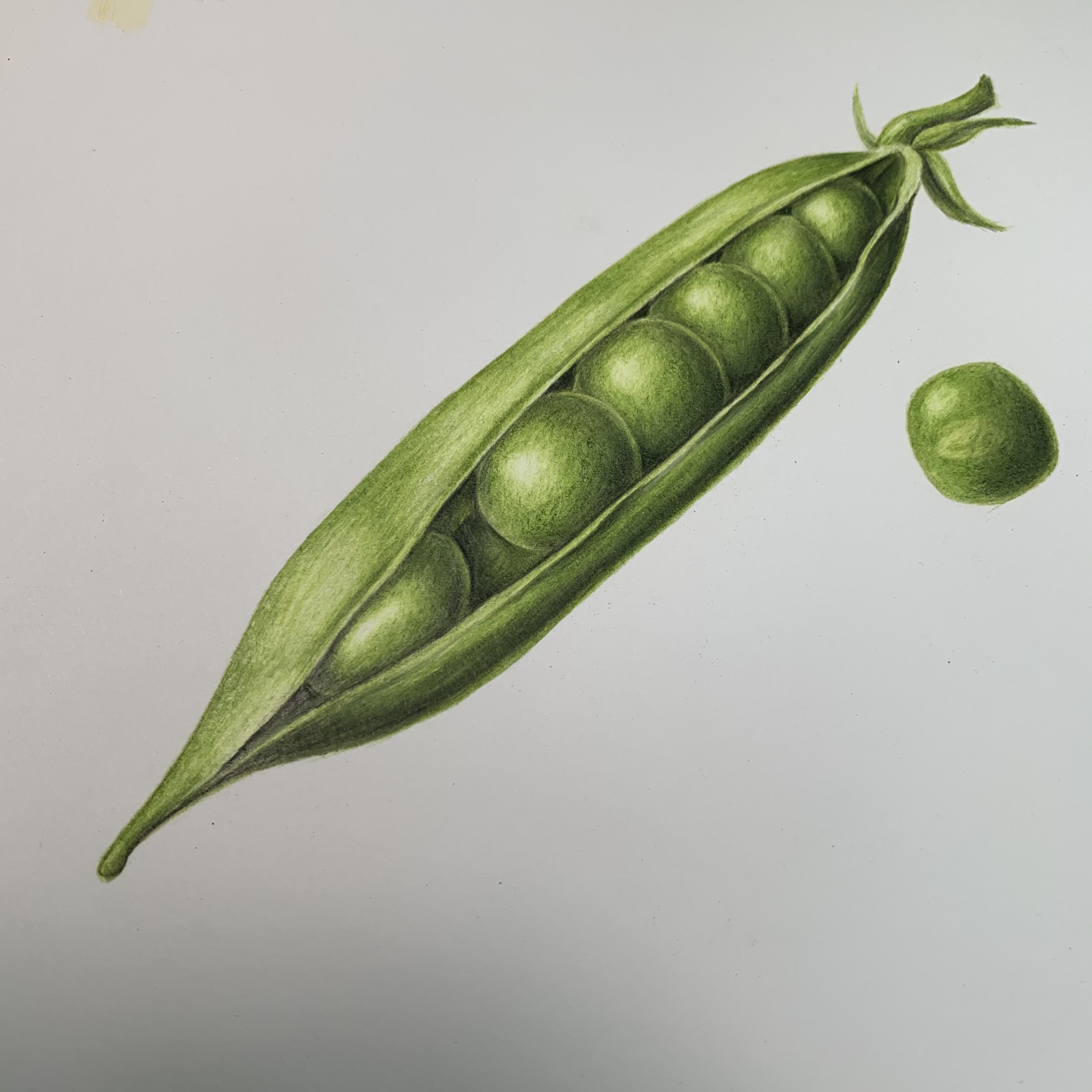 BEGINNERS BOTANICAL COLOURED PENCIL DRAWING :: SIX PART ONLINE COURSE