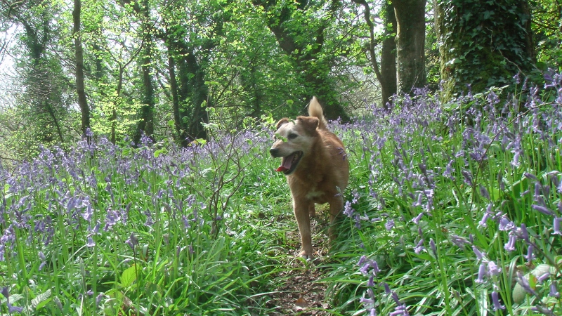 Forest Bathing