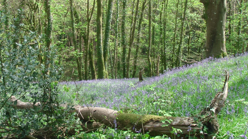 Forest Bathing