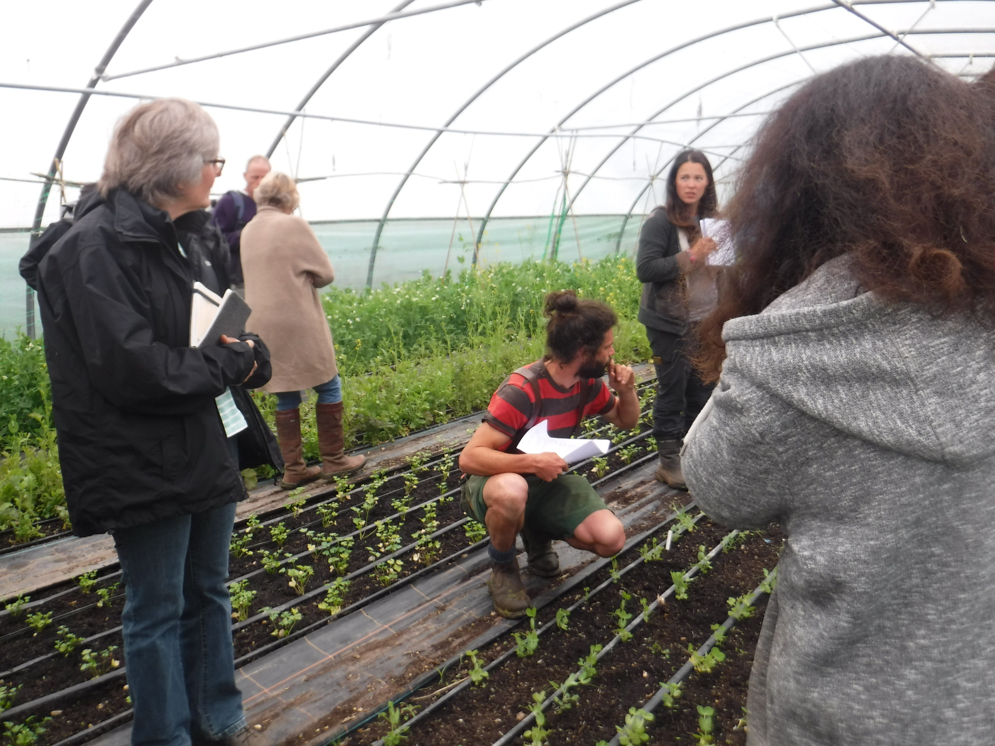 Salad Growing: Autumn & Winter