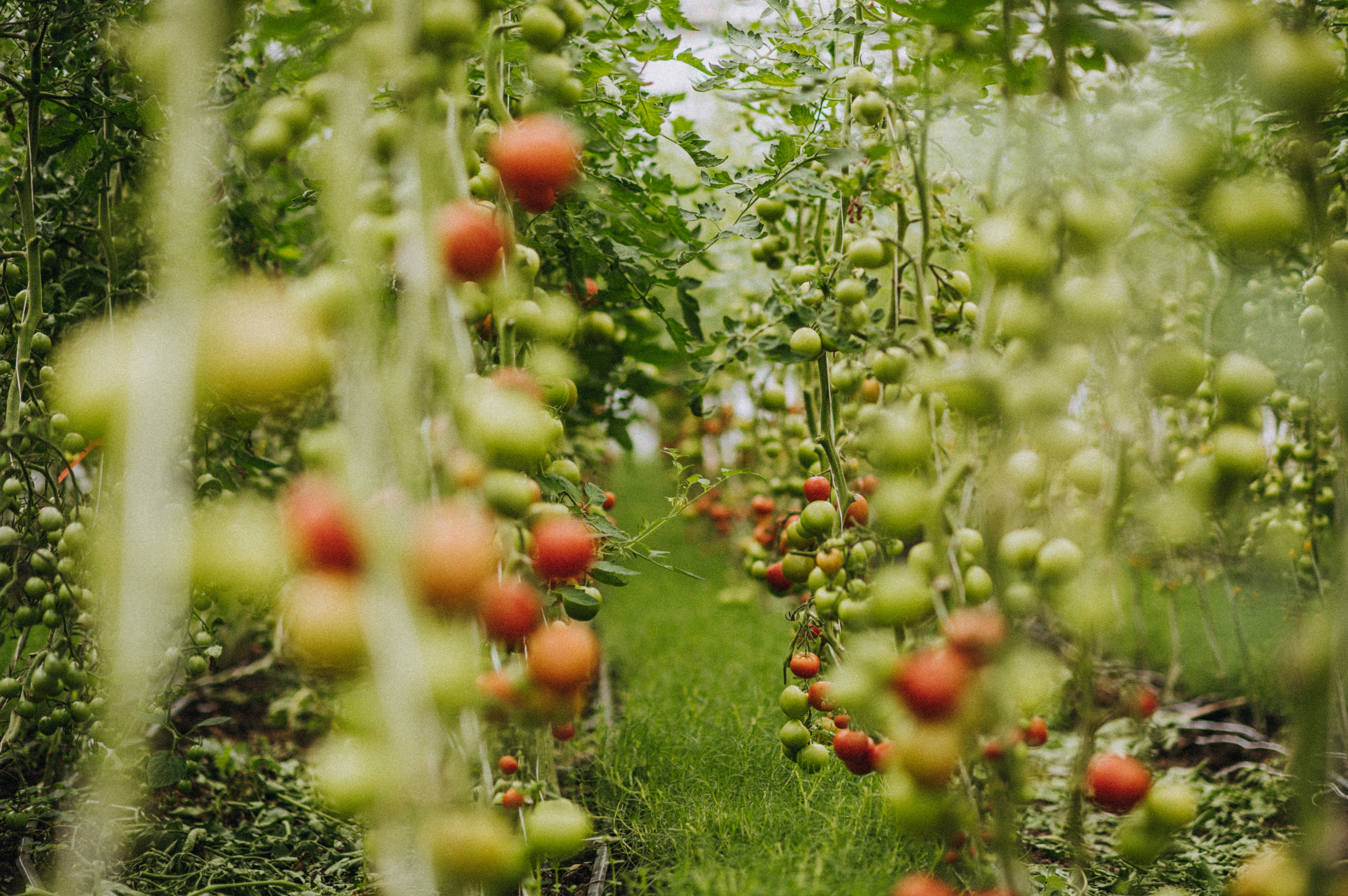 Tomato Fest