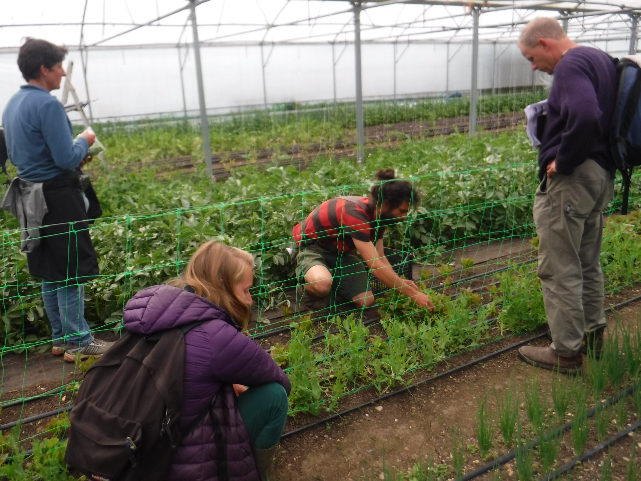 Salad Growing: Spring & Summer