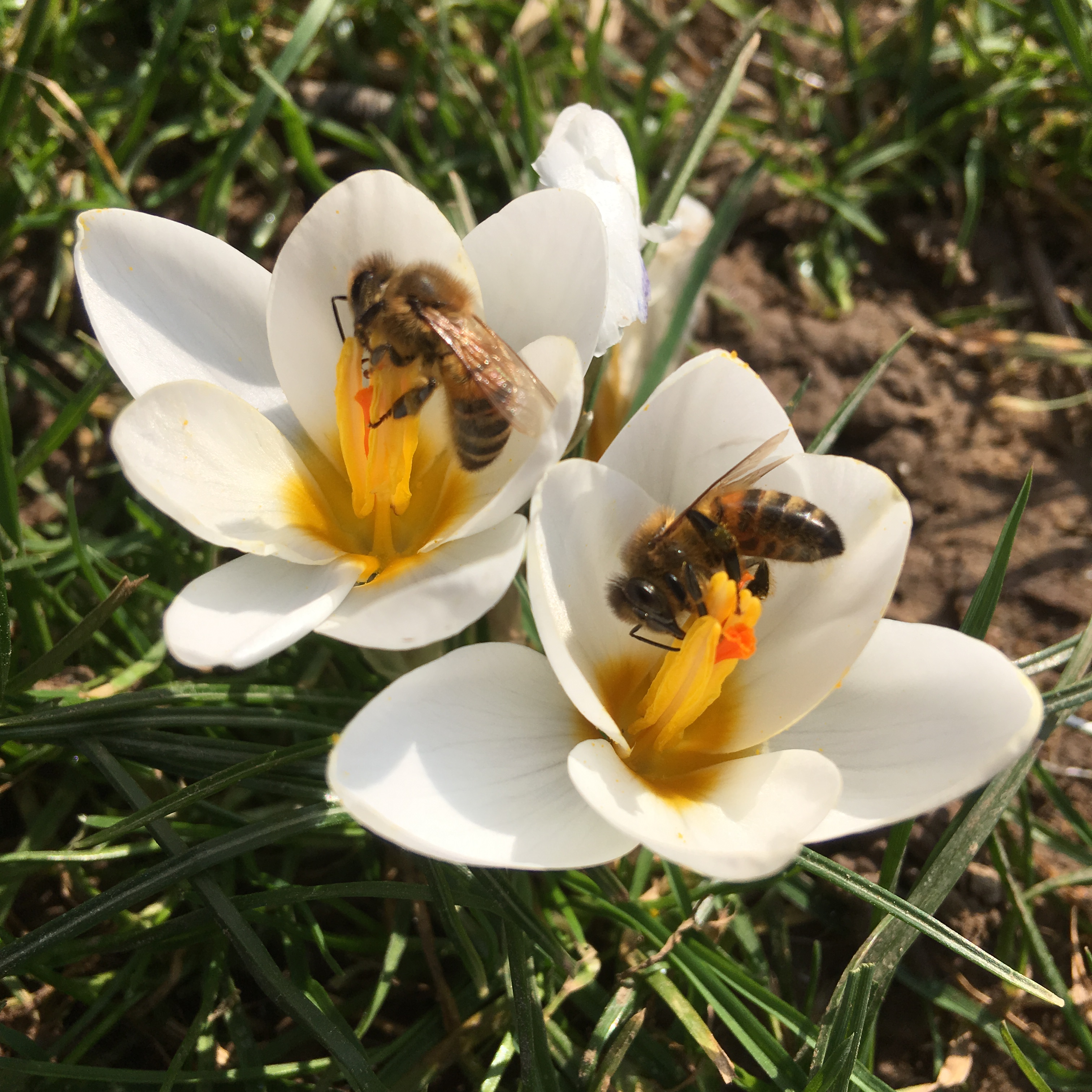 Gardening for Bees & Wildlife