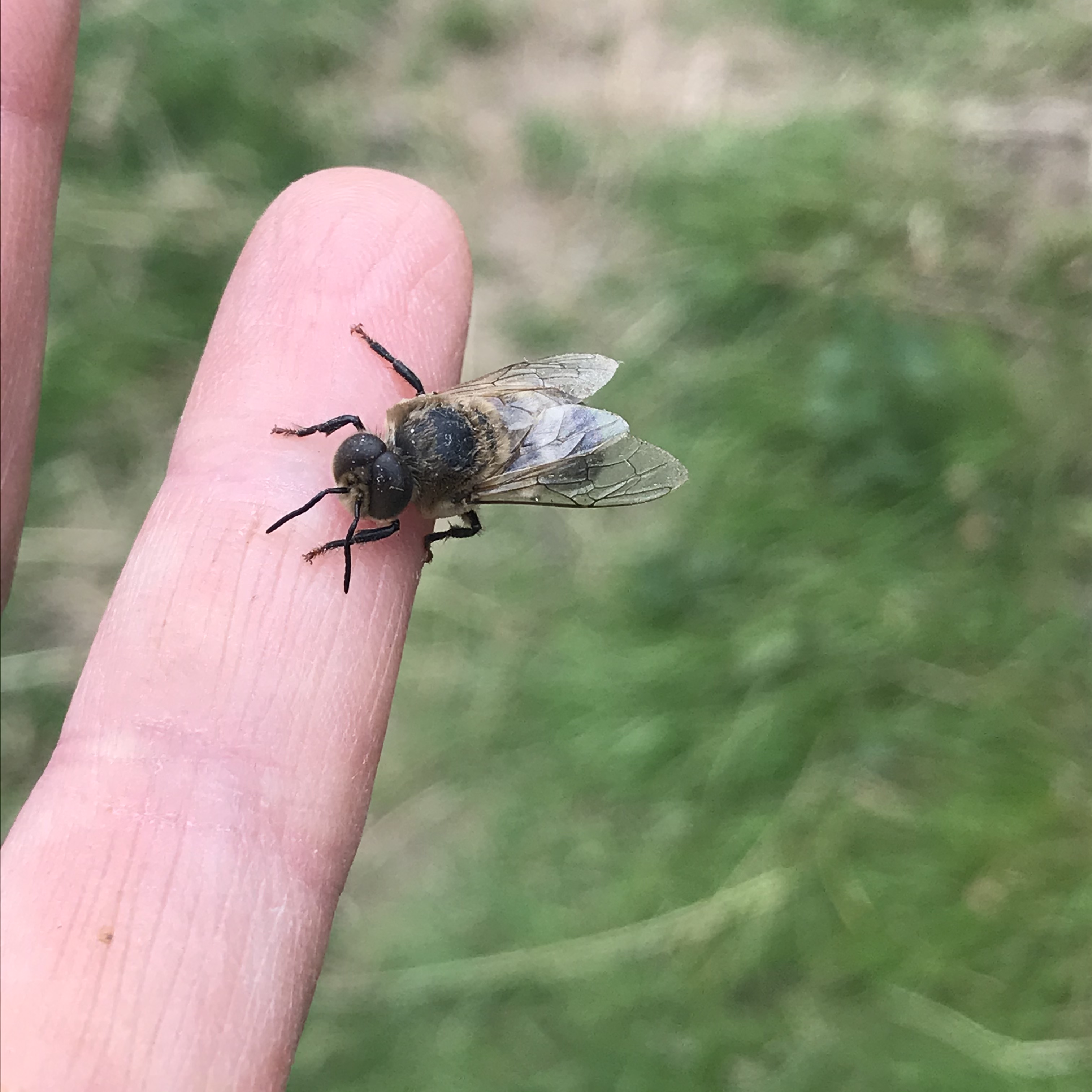 Introduction to Sustainable Beekeeping Course