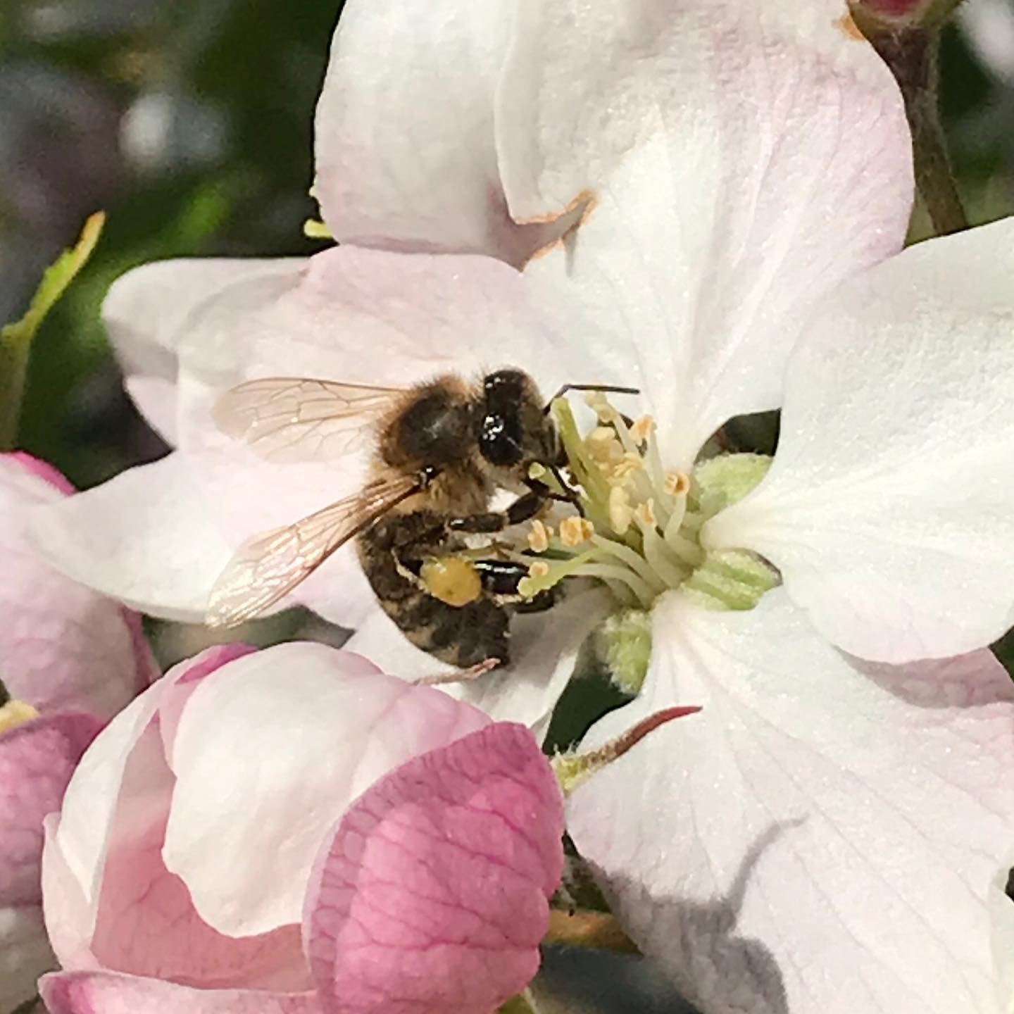 Gardening for Bees & Wildlife